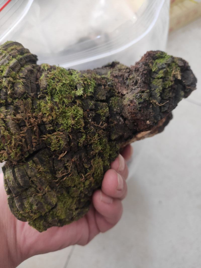 桑黄干货桑黄欢迎选购！量大从优！