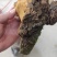 桑黄干货桑黄欢迎选购！量大从优！
