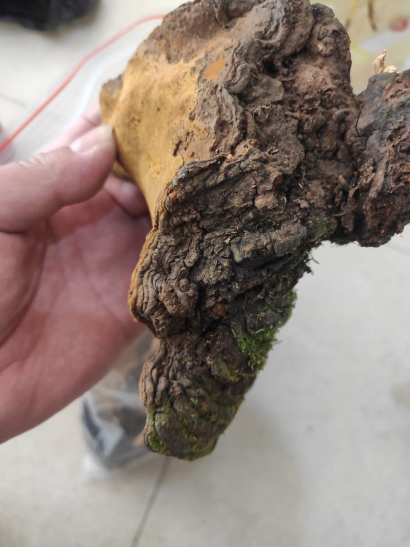 桑黄干货桑黄欢迎选购！量大从优！