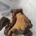 桑黄干货桑黄欢迎选购！量大从优！