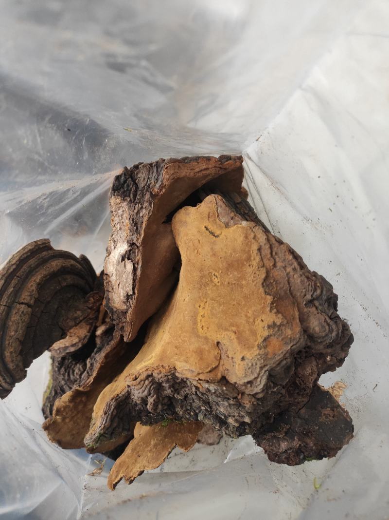 桑黄干货桑黄欢迎选购！量大从优！