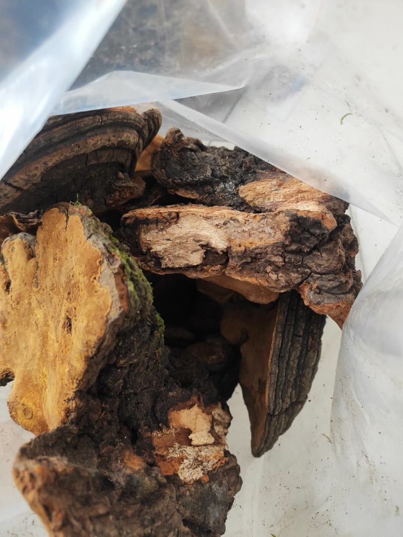 桑黄干货桑黄欢迎选购！量大从优！