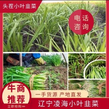 辽宁精品韭菜小叶韭菜现割现发货源充足欢迎致电