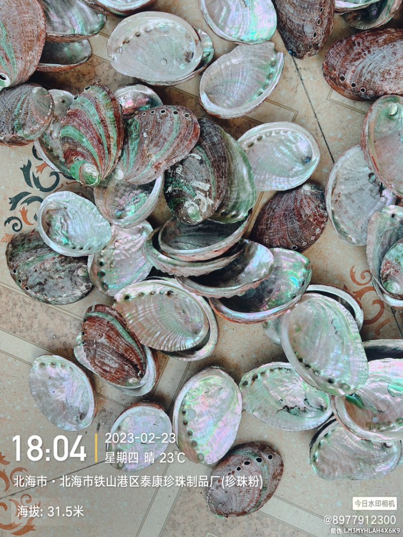 黄金鲍鱼壳彩色鲍鱼壳上光鲍鱼壳石决明