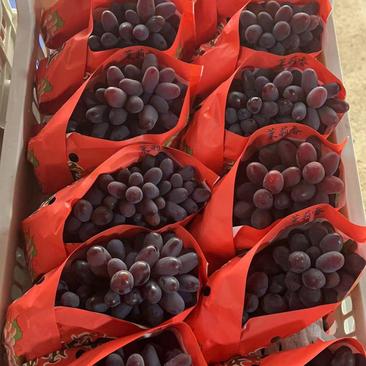 茉莉香葡萄，基地现货，保质保量，量大优惠欢迎采购