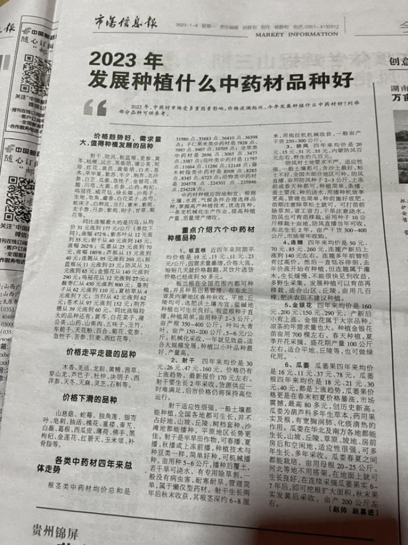 板蓝根种子，品质优良，长期出货，物流方便，欢迎下单