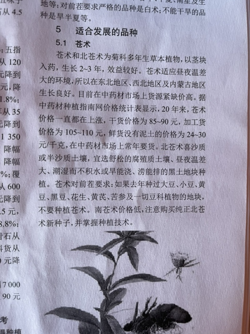 板蓝根种子，品质优良，长期出货，物流方便，欢迎下单