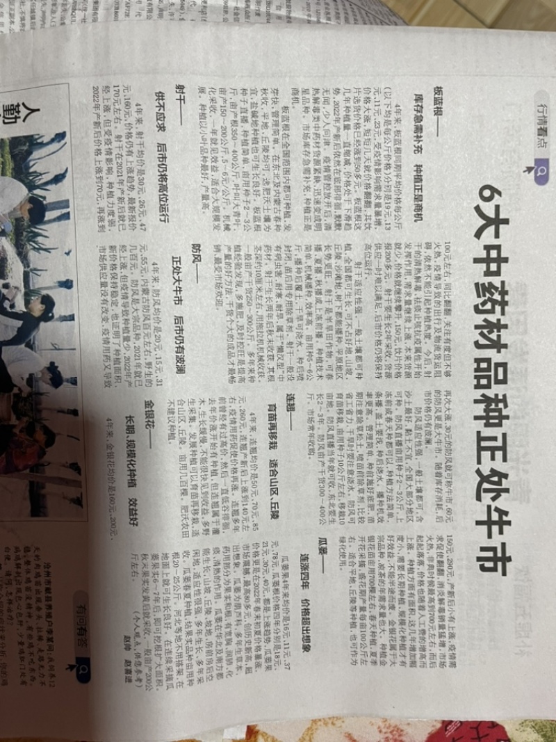 板蓝根种子，品质优良，长期出货，物流方便，欢迎下单