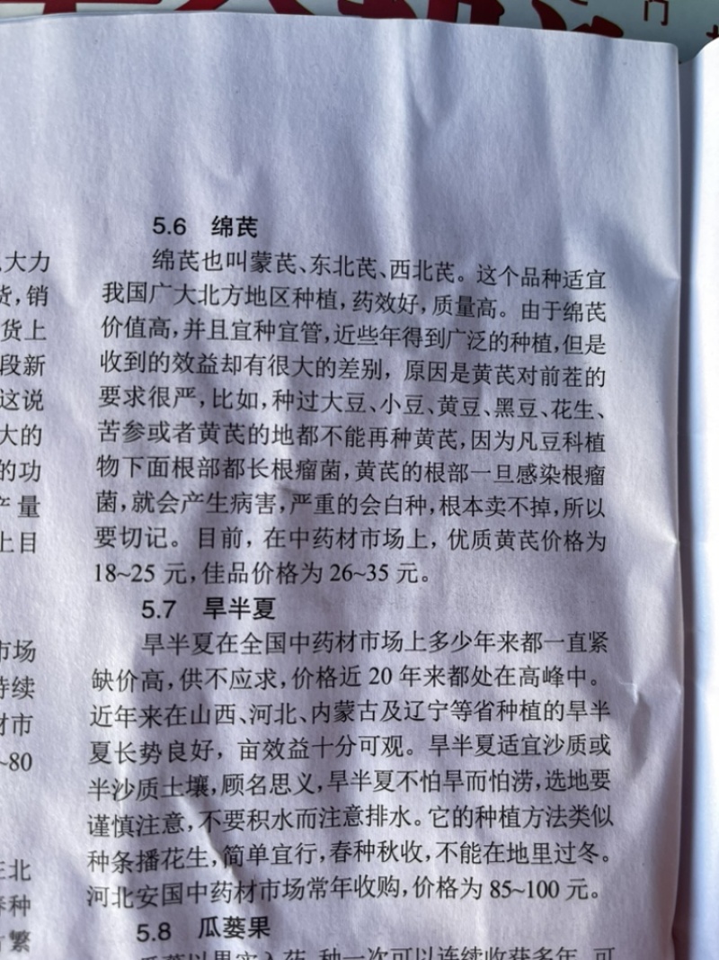 板蓝根种子，品质优良，长期出货，物流方便，欢迎下单