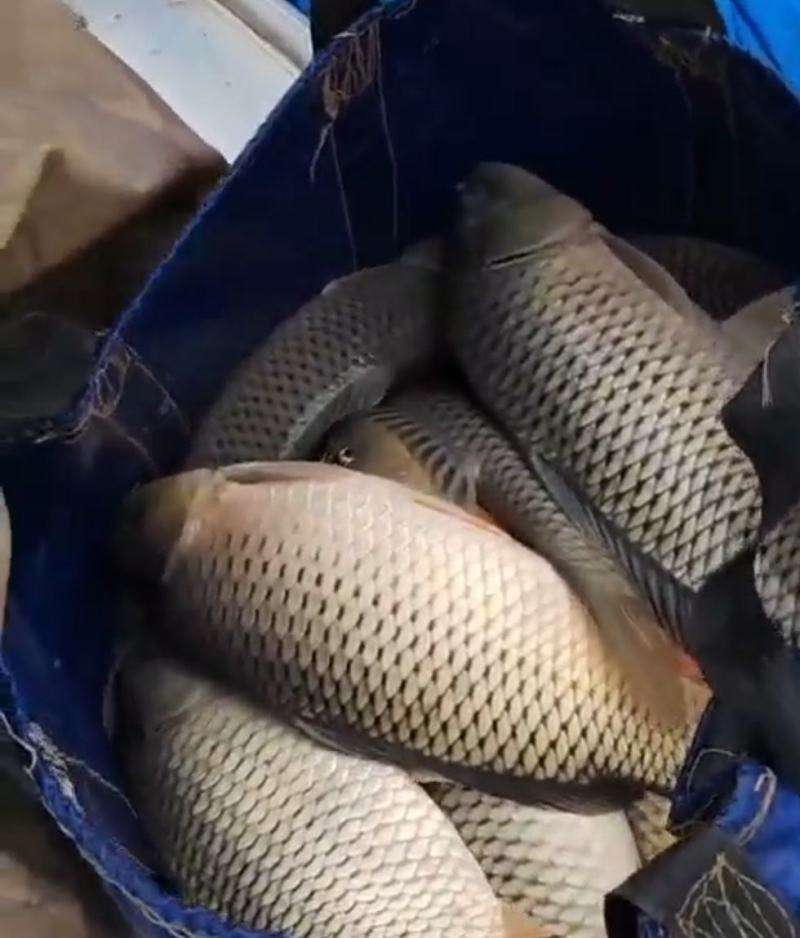 [鲤鱼待售]