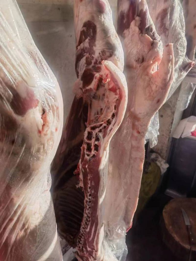 甘肃祁连牧场羔羊肉，产地直销，通体白条，品质好