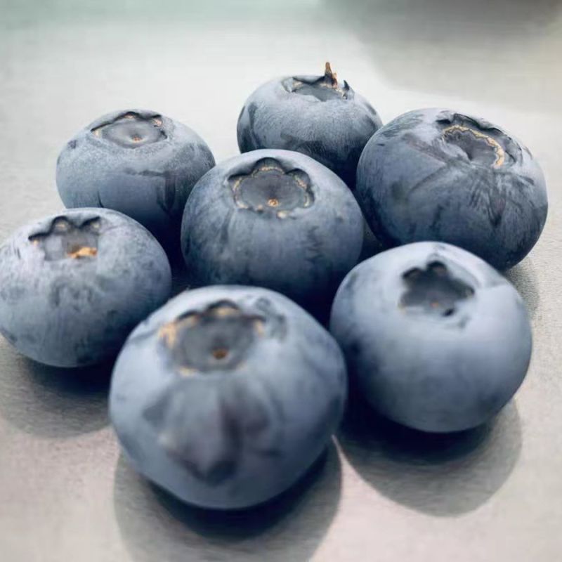 丹东h5蓝莓鲜果甜精品蓝莓大果同城当季新果孕妇水