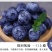 丹东h5蓝莓鲜果甜精品蓝莓大果同城当季新果孕妇水