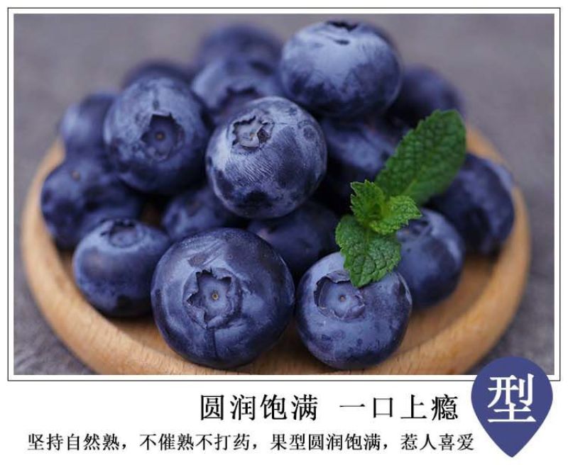 丹东h5蓝莓鲜果甜精品蓝莓大果同城当季新果孕妇水