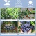 丹东h5蓝莓鲜果甜精品蓝莓大果同城当季新果孕妇水