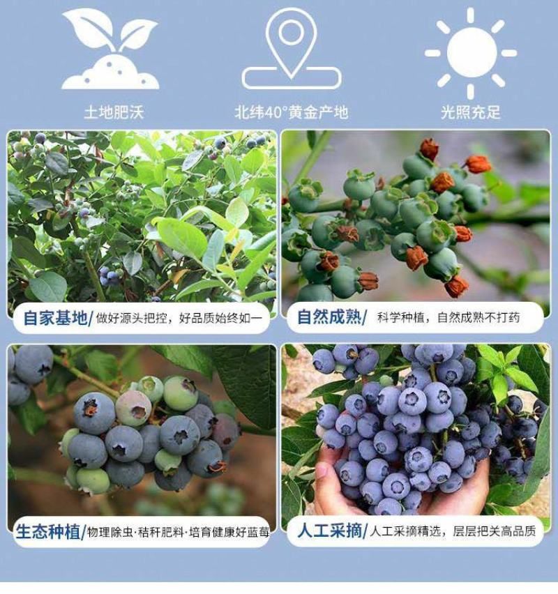 丹东h5蓝莓鲜果甜精品蓝莓大果同城当季新果孕妇水