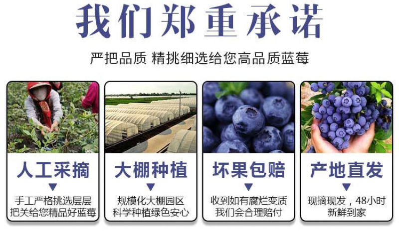 丹东h5蓝莓鲜果甜精品蓝莓大果同城当季新果孕妇水
