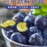 丹东h5蓝莓鲜果甜精品蓝莓大果同城当季新果孕妇水