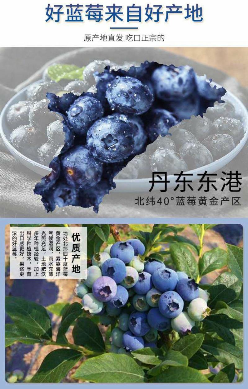 丹东h5蓝莓鲜果甜精品蓝莓大果同城当季新果孕妇水
