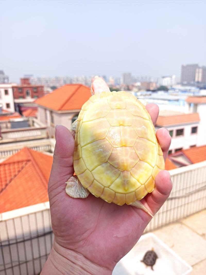 变异巴西龟，白化巴西龟，白巴公龟，白巴母龟