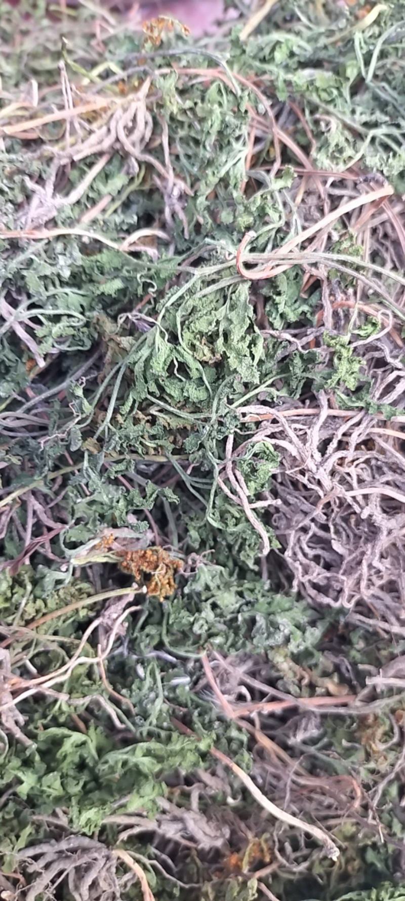 一朵云无杂阴地蕨春不见小根水洗小春花