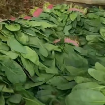小叶菠菜，君达叶