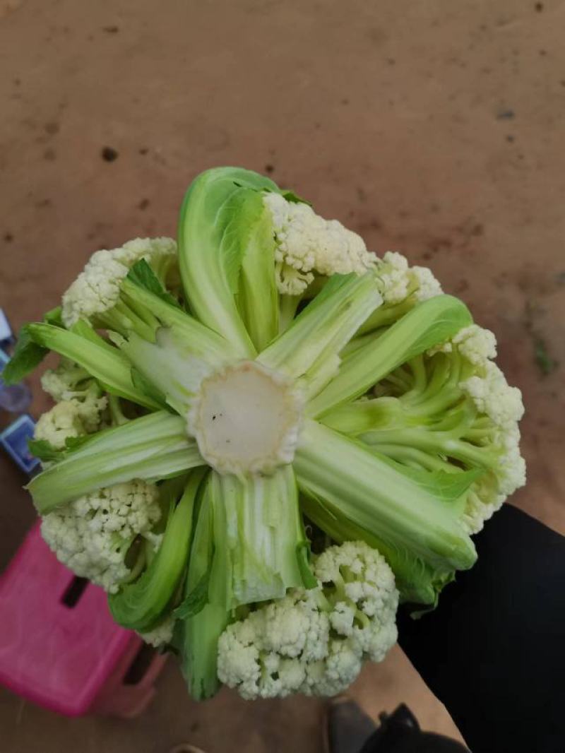 云南松花