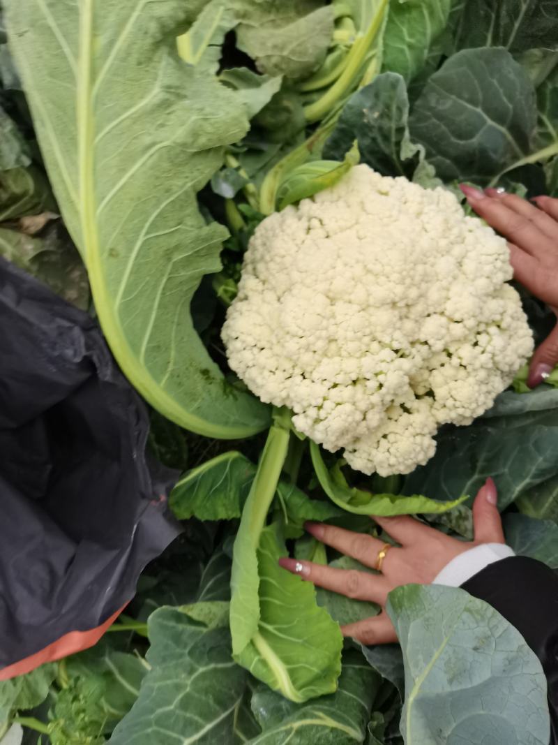 云南松花