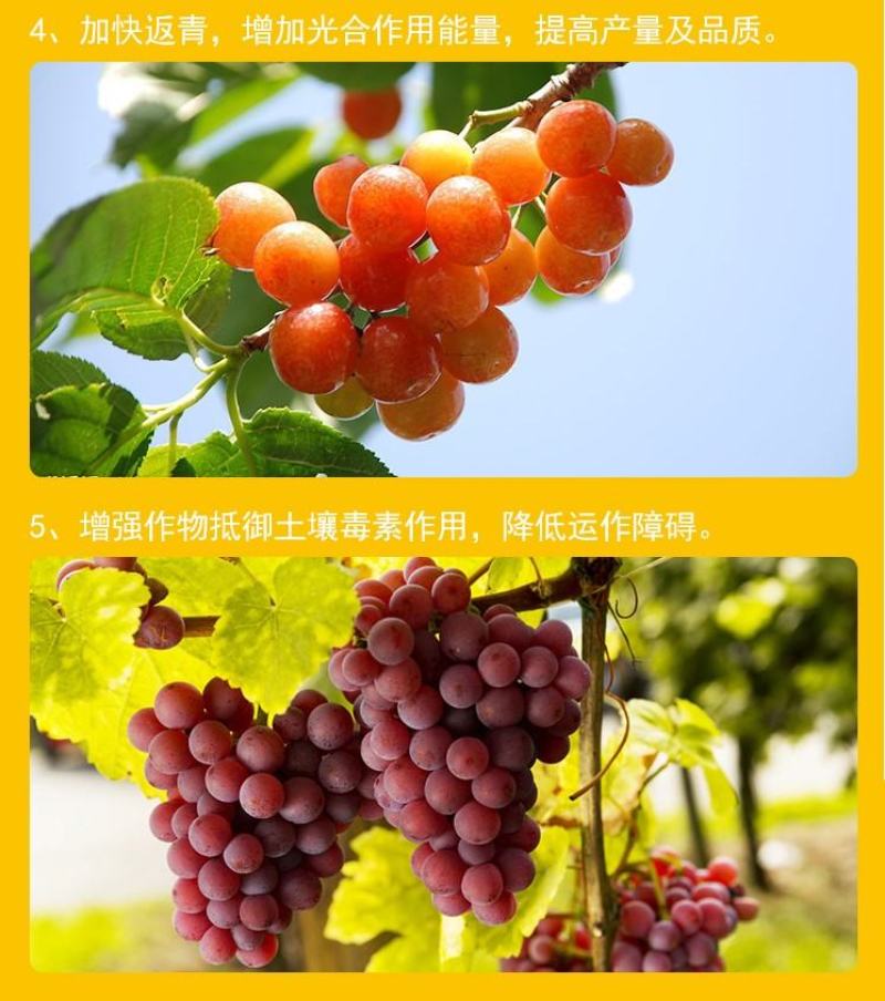 云大农化开根生力生根壮苗剂促进生根花芽分化快速生根