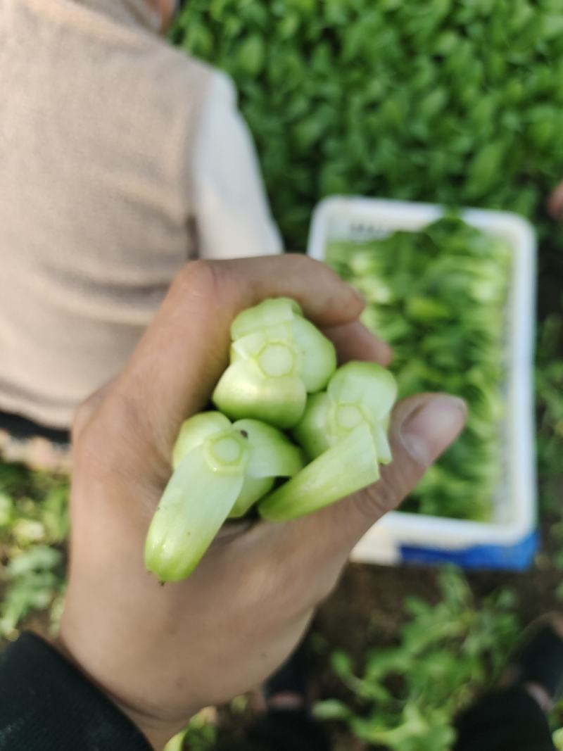 山东曹县油菜