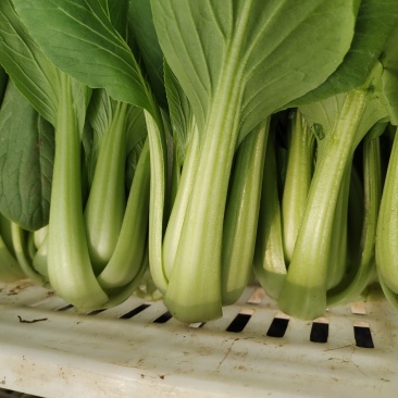 山东曹县油菜