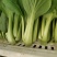 山东曹县油菜