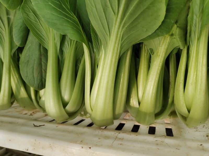 山东曹县油菜