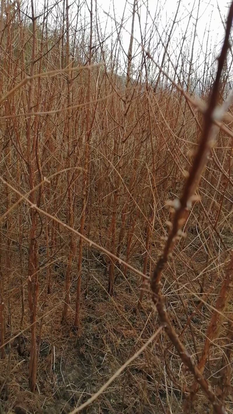 水杉树苗两三年的各种规格