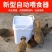 家禽自动喂食器养鸡自动喂食器喂鸡食槽料槽带盖防潮养鸡神器