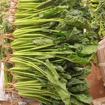 云南蔬菜。菠菜，产地发货，一手货源，长期供应