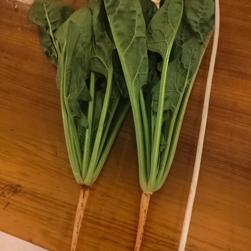 云南蔬菜。菠菜，产地发货，一手货源，长期供应
