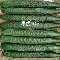 夏季推广耐热黄瓜品种津优105瓜码密条直深绿