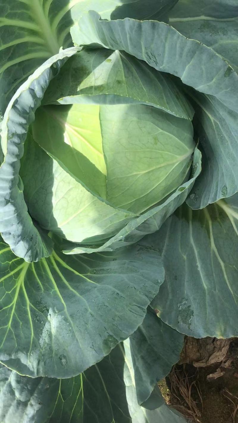 贵州蔬菜批发，质量保证，价格从优。