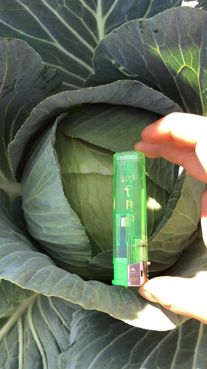 贵州蔬菜批发，质量保证，价格从优。