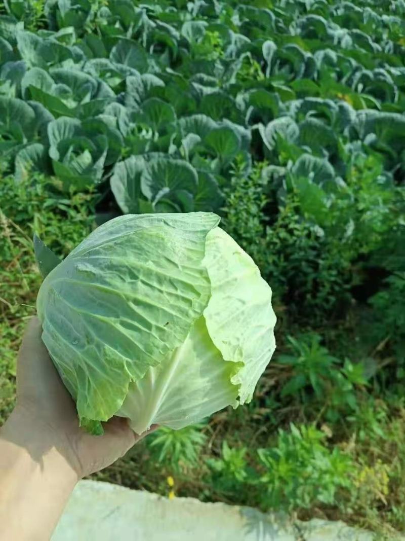 贵州蔬菜批发，质量保证，价格从优。