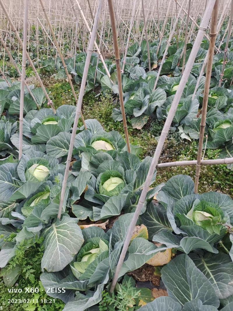 贵州蔬菜批发，质量保证，价格从优。