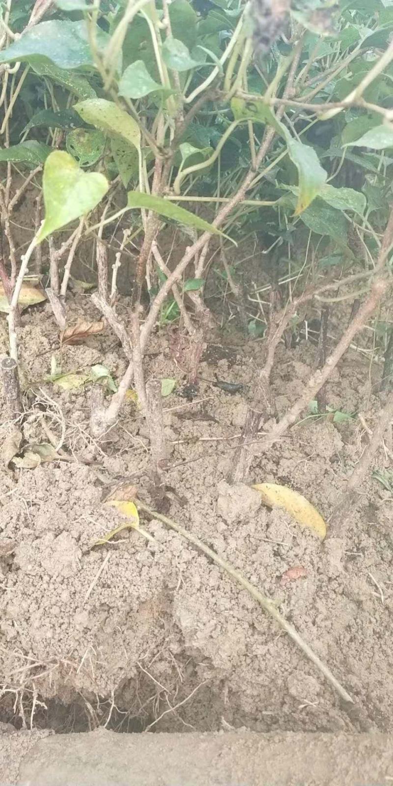 水阳桃实生苗