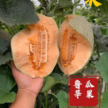 【精品】哈密瓜晓蜜25晓蜜瓜对接各大商超、档口、电商批发