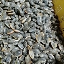 无沙蚬子，花蛤