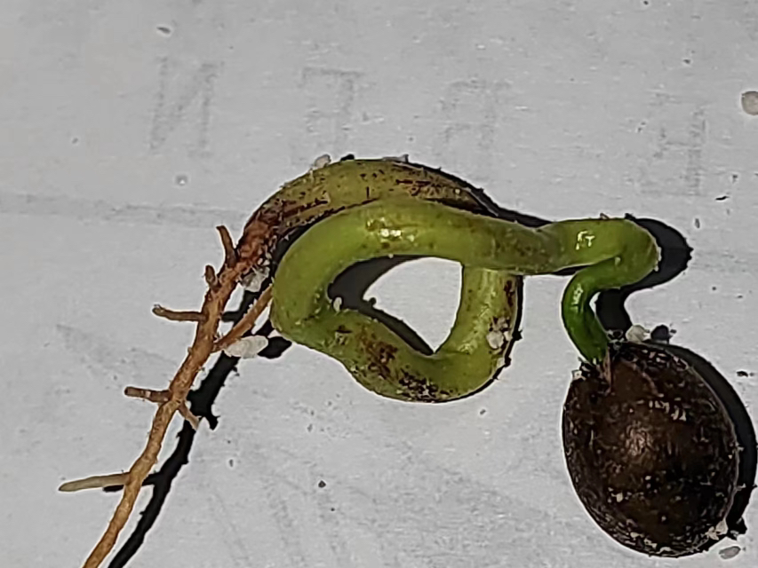 罗汉松组织培养流程图