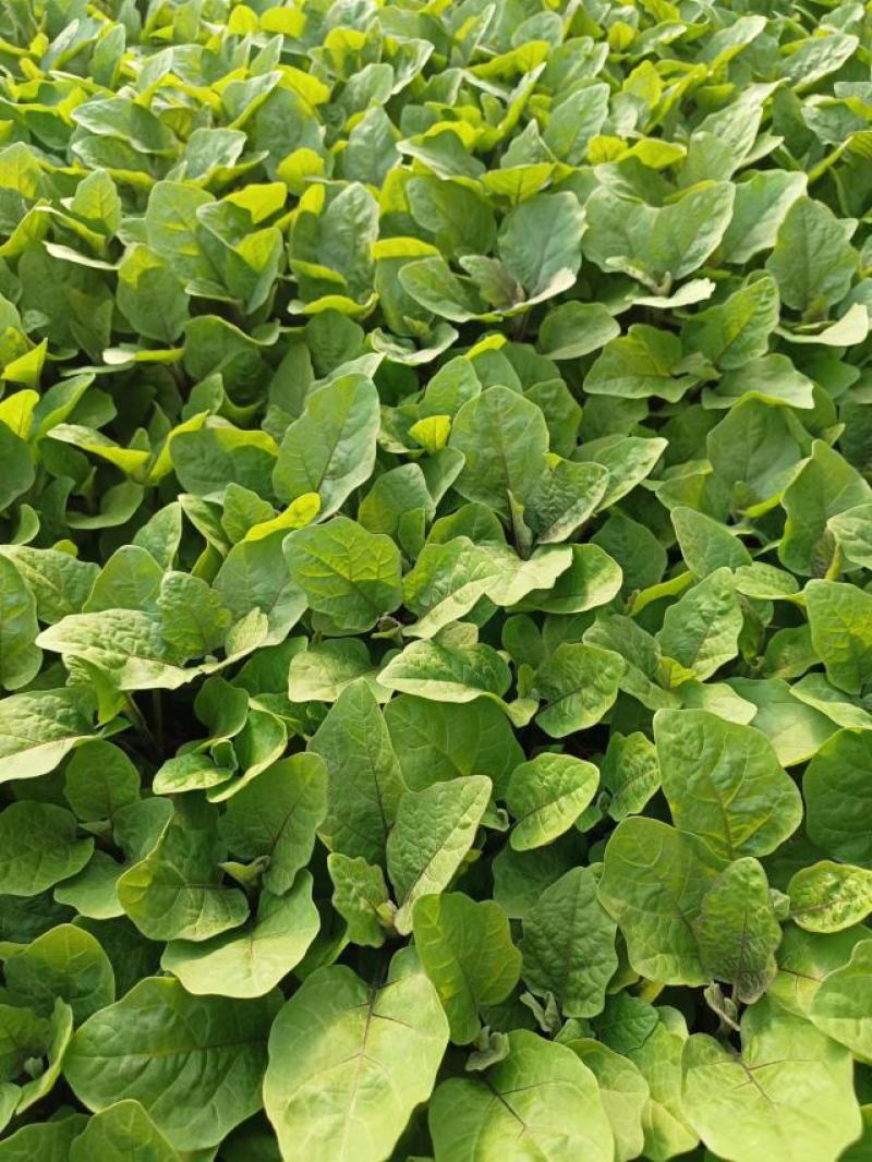 【圆茄苗】现货嫁接圆茄苗，百亩种植基地现货直发量大从优