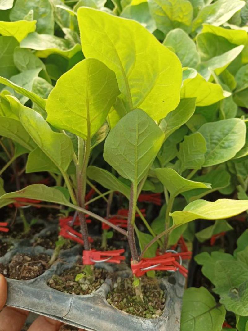 【圆茄苗】现货嫁接圆茄苗，百亩种植基地现货直发量大从优