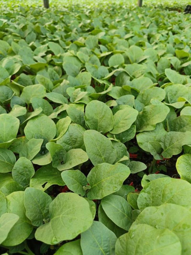 【圆茄苗】现货嫁接圆茄苗，百亩种植基地现货直发量大从优