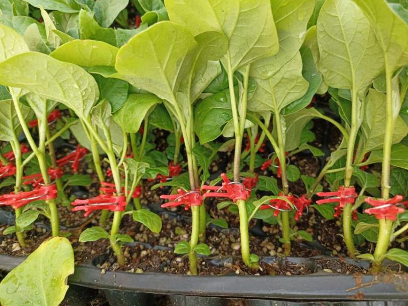【圆茄苗】现货嫁接圆茄苗，百亩种植基地现货直发量大从优